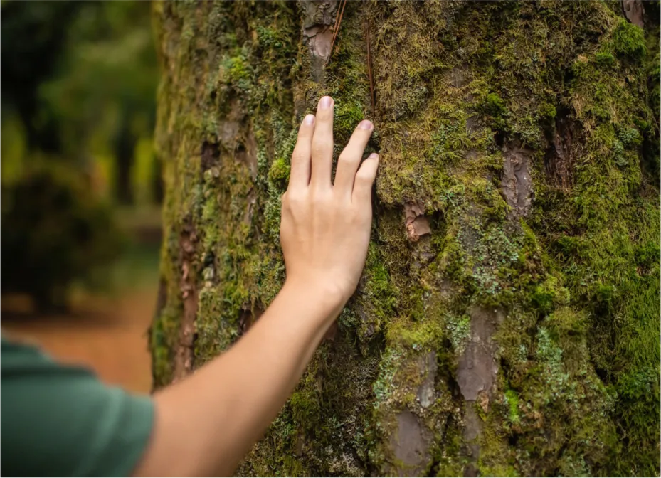 Close-up of hand touching moss-covered tree trunk in forest