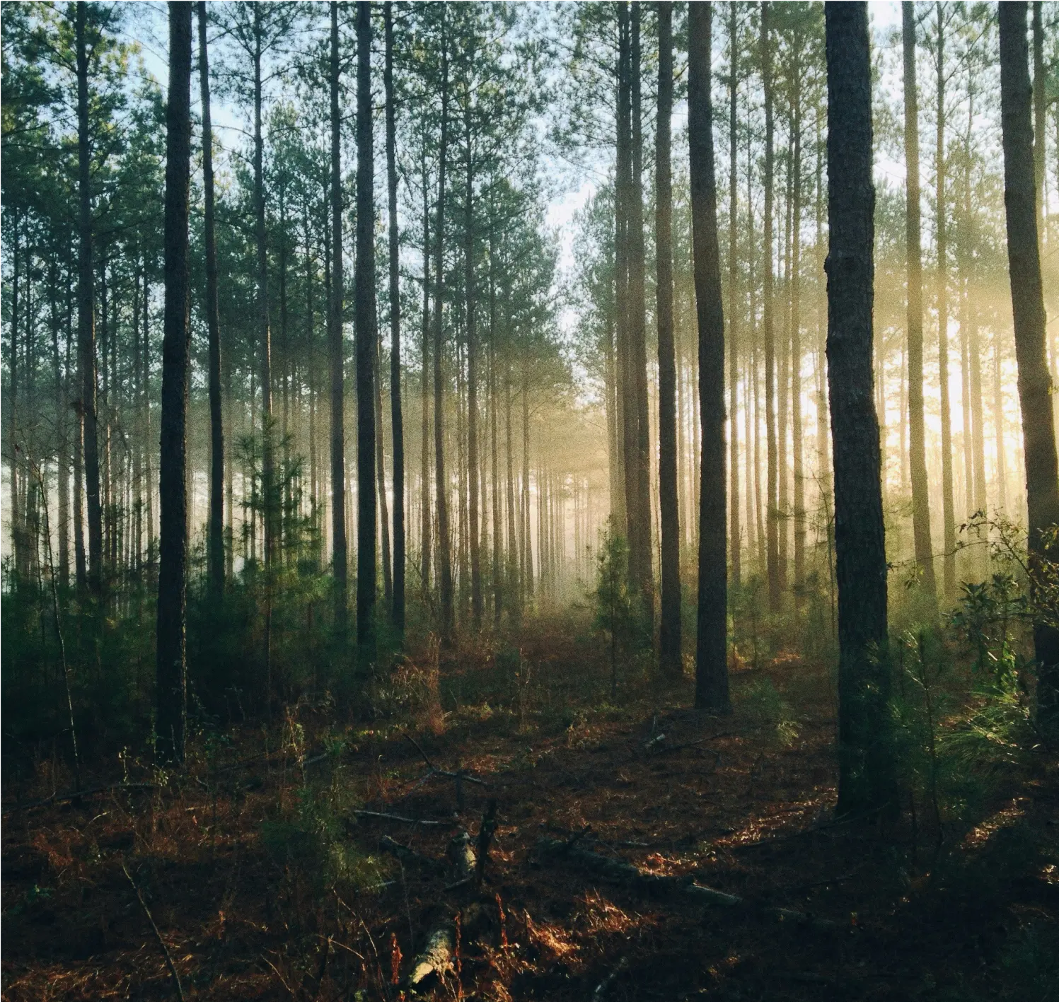 Dense pine forest with sunlight filtering through morning mist